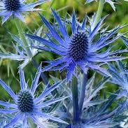Photo of Eryngium x zabelii 'Big Blue'