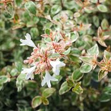 Photo of Abelia x grandiflora 'Sparkling Silver'