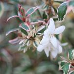 Photo of Abelia x grandiflora 'Confetti'