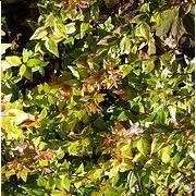 Photo of Abelia x grandiflora 'Kaleidoscope'