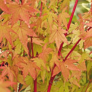 Photo of Acer palmatum 'Sango-kaku'