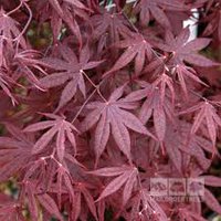 Photo of Acer palmatum 'Bloodgood'