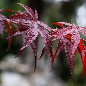 Photo of Acer palmatum 'Bloodgood'