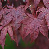 Photo of Acer palmatum 'Bloodgood'