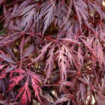 Photo of Acer palmatum 'Garnet'