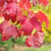 Photo of Acer rubrum 'October Glory'