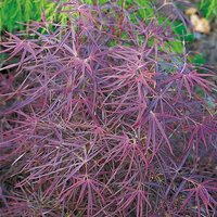 Photo of Acer palmatum 'Red Pygmy'