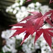 Photo of Acer palmatum 'Atropurpureum'