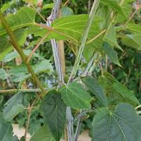 Photo of Acer davidii