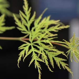 Photo of Acer palmatum 'Dissectum'