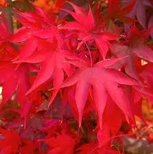 Photo of Acer palmatum 'Osakazuki'