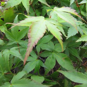 Photo of Acer palmatum