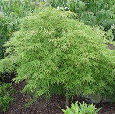 Photo of Acer palmatum 'Dissectum'