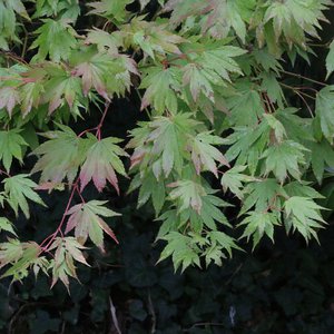 Photo of Acer palmatum