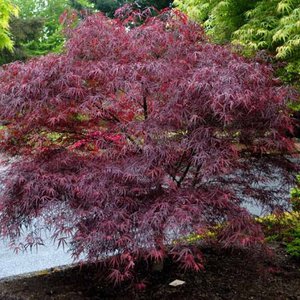Photo of Acer palmatum 'Trompenburg'