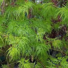 Photo of Acer palmatum 'Emerald Lace'