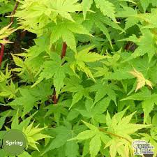 Photo of Acer palmatum 'Sango-kaku'