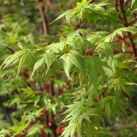 Photo of Acer palmatum 'Sango-Kaku'