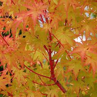 Photo of Acer palmatum 'Sango-Kaku'