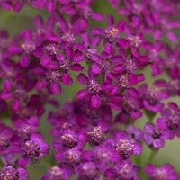 Photo of Achillea millefolium 'Cerise Queen'