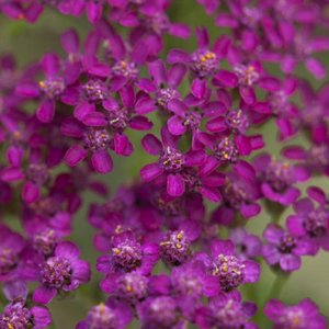 Photo of Achillea millefolium 'Cerise Queen'