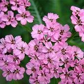 Photo of Achillea millefolium 'Lilac Beauty'