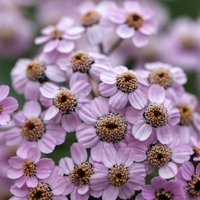 Photo of Achillea alpina ssp. camtschatica 'Love Parade'