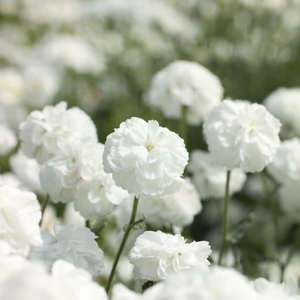 Photo of Achillea 'Marshmallow'