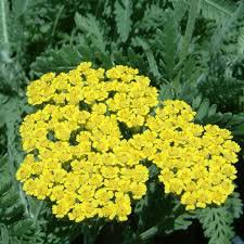 Photo of Achillea millefolium 'Moonshine'
