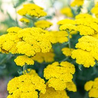 Photo of Achillea millefolium 'Gold Plate'