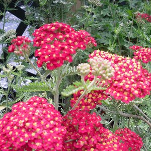 Photo of Achillea millefolium 'Paprika'