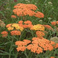 Photo of Achillea millefolium 'Terracotta'