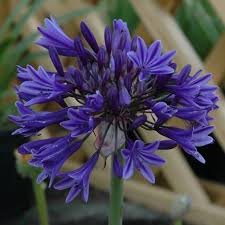 Photo of Agapanthus 'Navy Blue'