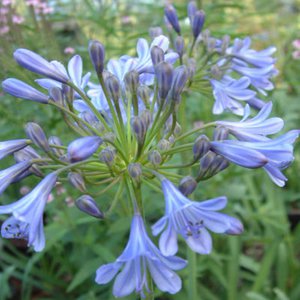 Photo of Agapanthus 'Sunfield'