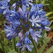 Photo of Agapanthus 'Big Blue'