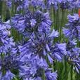 Photo of Agapanthus 'Blue Magic'