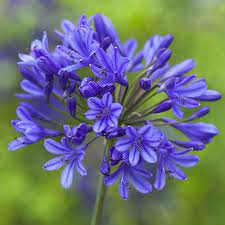 Photo of Agapanthus 'Brilliant Blue'