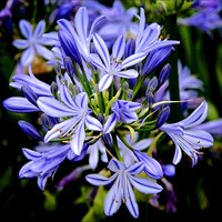 Photo of Agapanthus 'Charlotte'