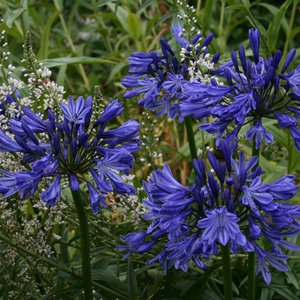 Photo of Agapanthus 'Midnight Blue'