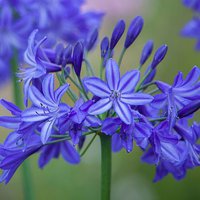 Photo of Agapanthus 'Northern Star'