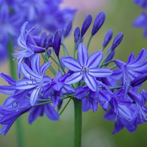 Photo of Agapanthus 'Northern Star'