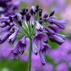 Photo of Agapanthus 'Poppin Purple'