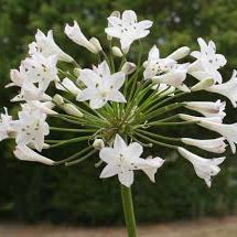 Photo of Agapanthus 'Vallee de la Sarthe'