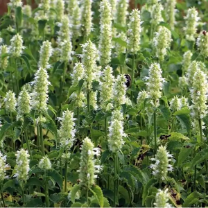 Photo of Agastache foeniculum 'Alabaster'