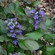 Photo of Ajuga reptans 'Catlins Giant'