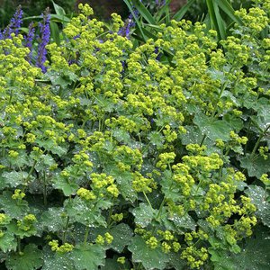 Photo of Alchemilla mollis