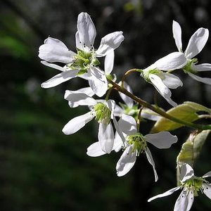 Photo of Amelanchier canadensis