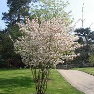 Photo of Amelanchier lamarckii multi stem 200-250cm