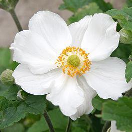 Photo of Anemone x hybrida 'Honorine Jobert'