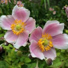 Photo of Anemone x hybrida 'September Charm'